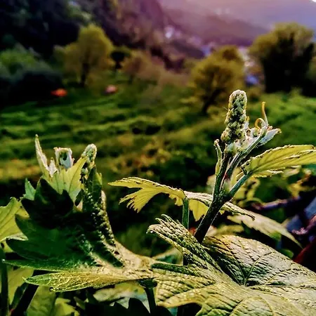 Agriturismo Il Castagneto Фермерский дом *